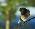Cortes Island Junco photo