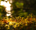 Cortes Island Moss photo