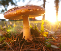 Cortes Island Mushroom photo