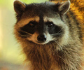 Raccoon Portrait II - Northern Raccoon photo from  Cortes Island British Columbia, Canada