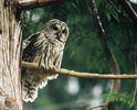 Cortes Island Owl photo