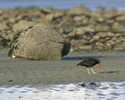 Cortes Island Oystercatcher photo
