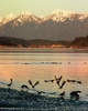 Cortes Island Oystercatcher photo