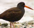 Cortes Island Oystercatcher photo