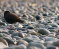 Cortes Island Oystercatcher photo
