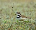 Cortes Island Plover photo