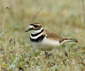 Cortes Island Plover photo