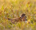 Cortes Island Plover photo
