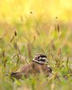 Cortes Island Plover photo