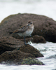 Cortes Island Plover photo