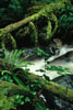 Cortes Island Rainforest photo