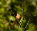 Cortes Island Robin photo