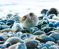 Cortes Island Sandpiper photo