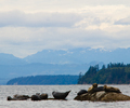 Cortes Island Seal photo
