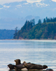 Cortes Island Seal photo