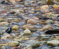 Cortes Island Seashore photo