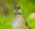 Cortes Island Sparrow photo
