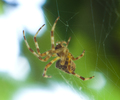 Cortes Island Spider photo