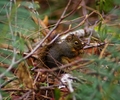 Cortes Island Squirrel photo