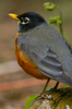 Cortes Island Thrush photo
