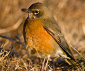 Cortes Island Thrush photo