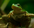 Cortes Island Tree Frog photo