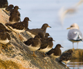 Cortes Island Wading bird photo