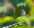 Cortes Island Warbler photo