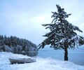 West Coast Christmas - Winter Landscape photo from  Cortes Island British Columbia, Canada