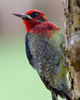 Cortes Island Woodpecker photo