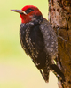 Cortes Island Woodpecker photo