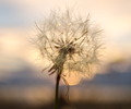 Cortes Island Dandelion photo