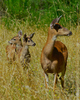 Cortes Island Deer Family photo