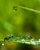 Cortes Island droplet photo