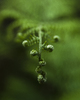 Cortes Island Fern photo