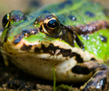 Aillevillers Frog photo
