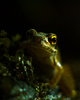 Aillevillers Frog photo