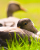 Cortes Island Goose photo