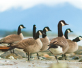 Cortes Island Goose photo