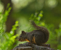 Lund Squirrel photo