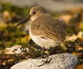 Marina Island Dunlin photo