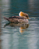 Vancouver Merganser photo