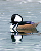 Vancouver Merganser photo