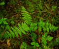 Cortes Island Nature Still Life photo