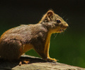 Powel River Squirrel photo