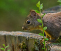 Powel River Squirrel photo