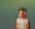 Rufus Hummingbird Portrait - Rufus Hummingbird photo 