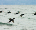 Salish Sea Scoter photo