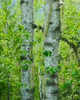 Slocan Valley Birch Tree  photo