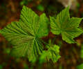 Slocan Valley Thimble Berry photo